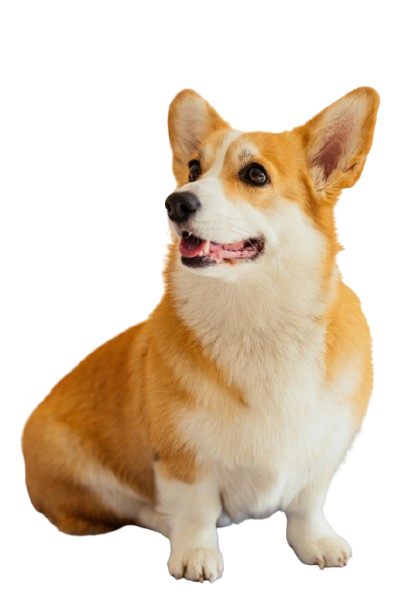 Perro feliz con veterinario - Cuidado médico especializado